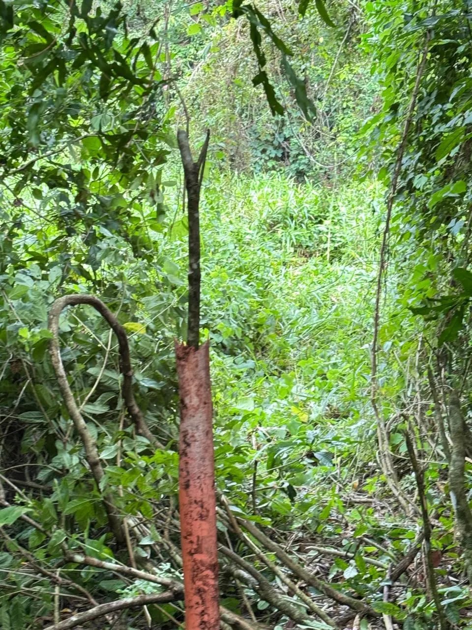 Terreno En Venta Amatique Bay Puerto Barrios — foto 3 de 12