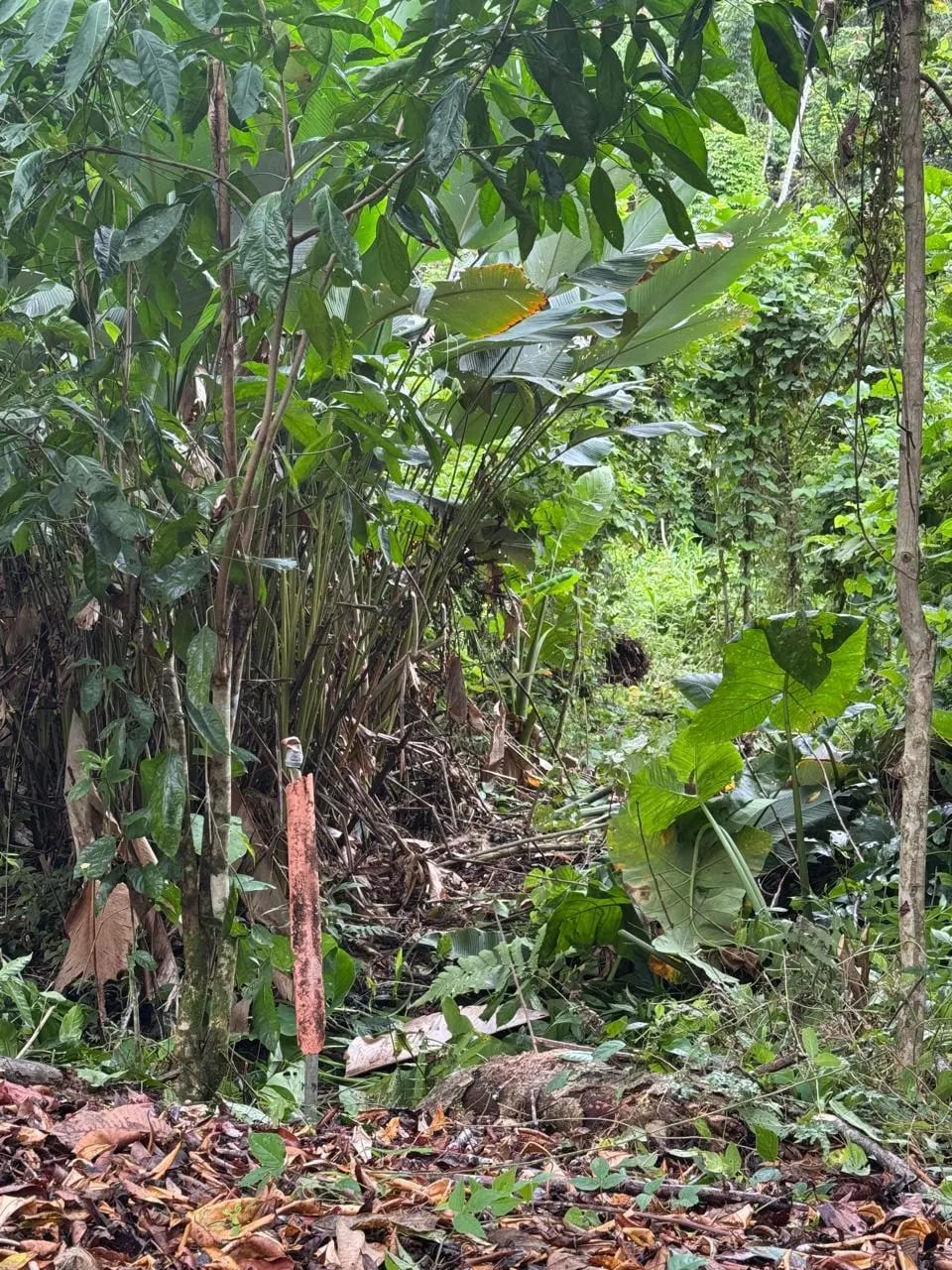 Terreno En Venta Amatique Bay Puerto Barrios — foto 4 de 12