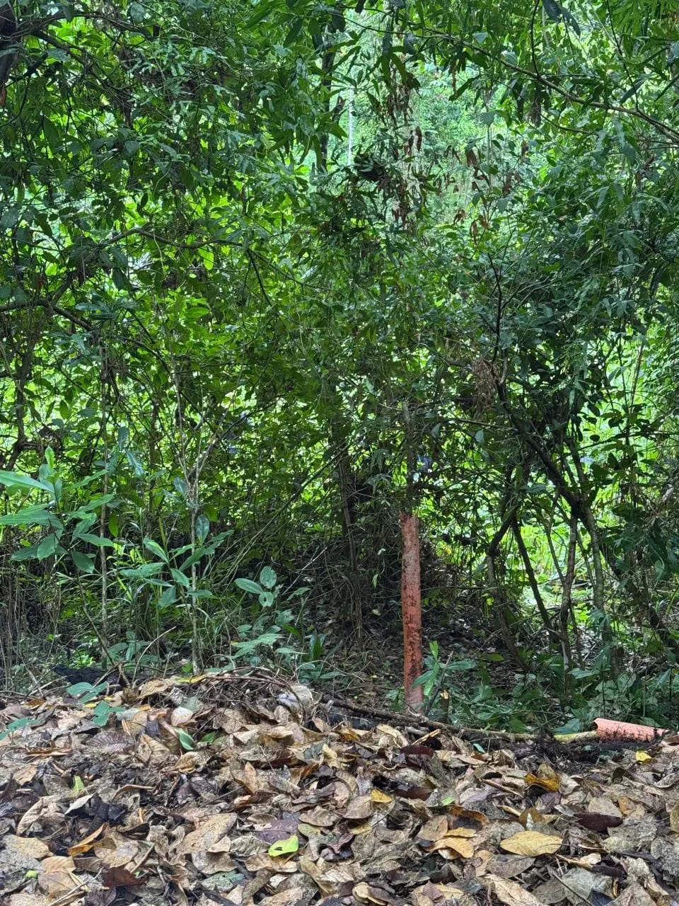 Terreno En Venta Amatique Bay Puerto Barrios — foto 6 de 12