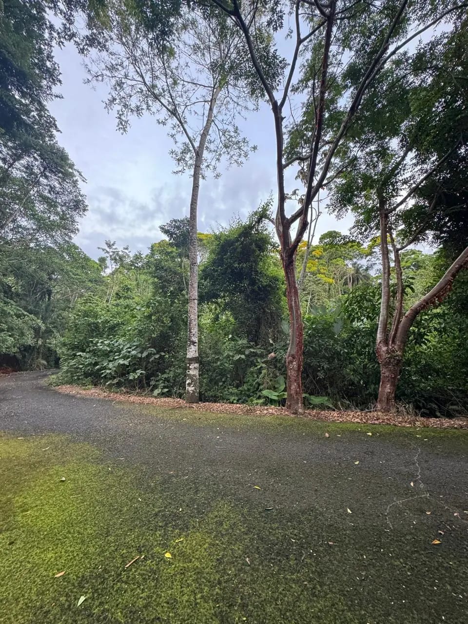 Terreno En Venta Amatique Bay Puerto Barrios — foto 9 de 12
