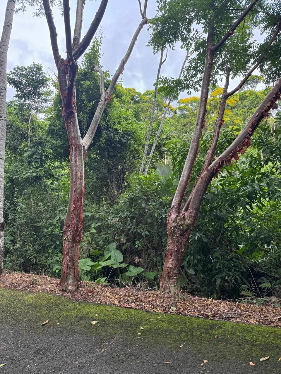 Terreno En Venta Amatique Bay Puerto Barrios — foto 10 de 12