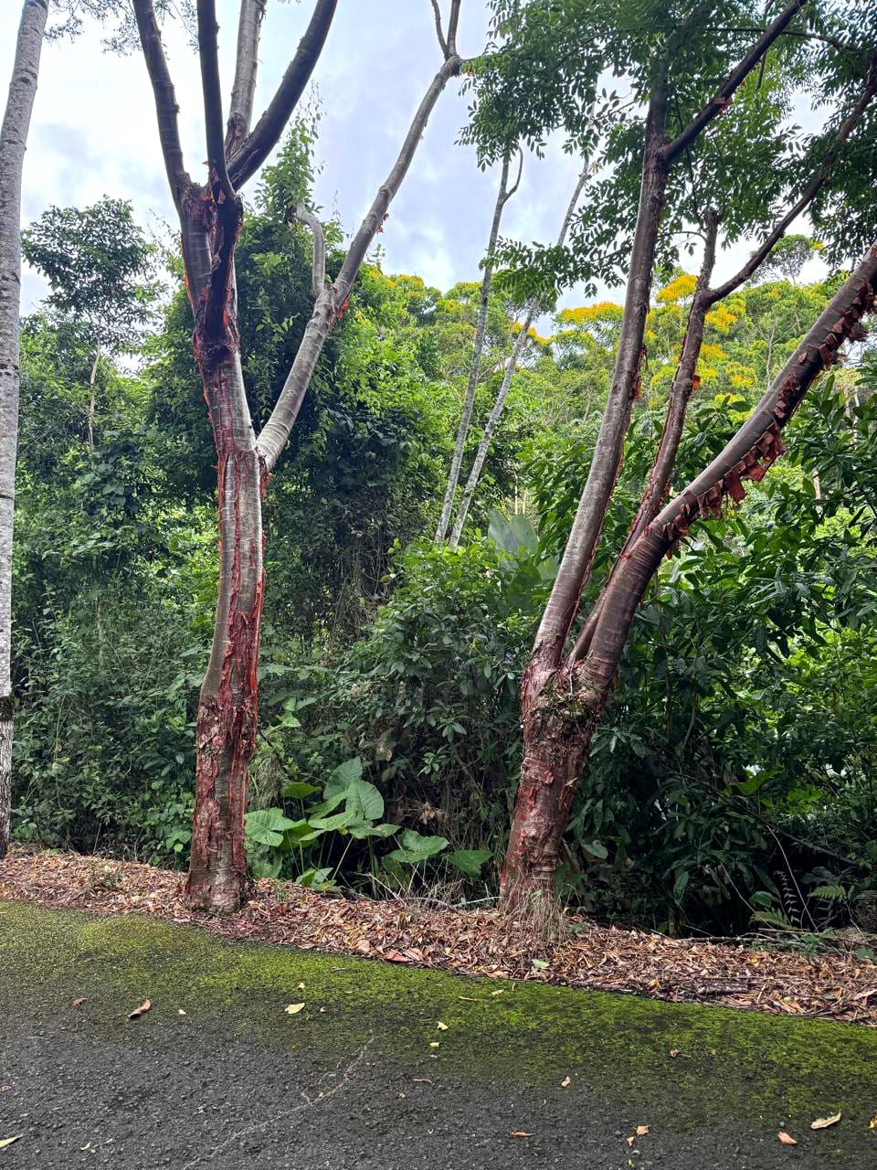 Terreno en Venta Amatique Bay Puerto Barrios Izabal — foto 3 de 13
