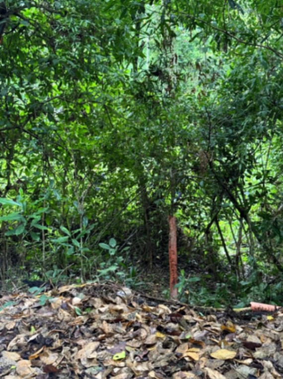 Terreno en Venta Amatique Bay Puerto Barrios Izabal — foto 10 de 13
