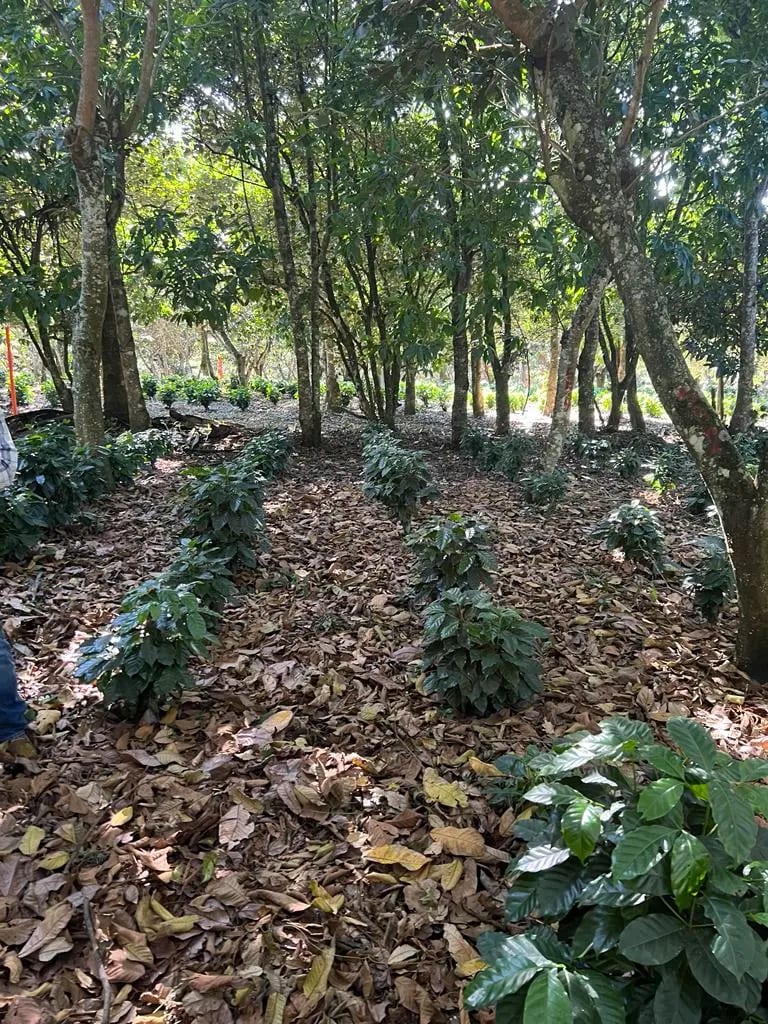 Terreno en el club de golf San Isisdro — foto 1 de 2