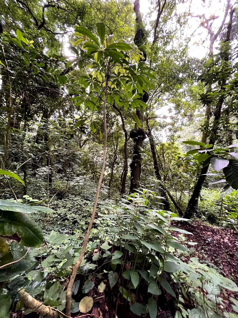 Terreno en Venta Granjas Jardín El Alto Santiago Sacatepequez — foto 6 de 13