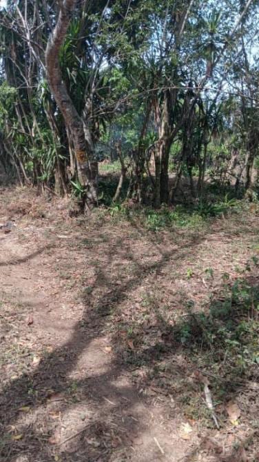 🔥 PRECIO DE REMATE 🔥 ¡Tu refugio natural listo para construir! Terreno en Bosque Nevado 🌲🏡 — foto 4 de 5