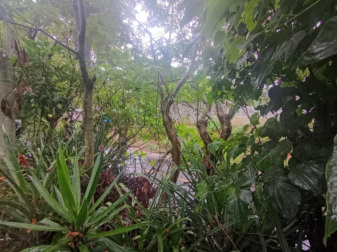 Terreno Comercial en Renta Aldea Colmenas, Villa Canales — foto 3 de 8