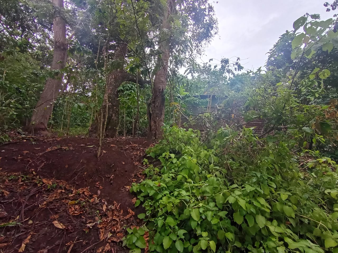 Terreno Comercial en Renta Aldea Colmenas, Villa Canales — foto 5 de 8