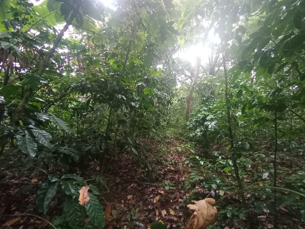 Terreno Comercial en Renta Aldea Colmenas, Villa Canales — foto 7 de 8