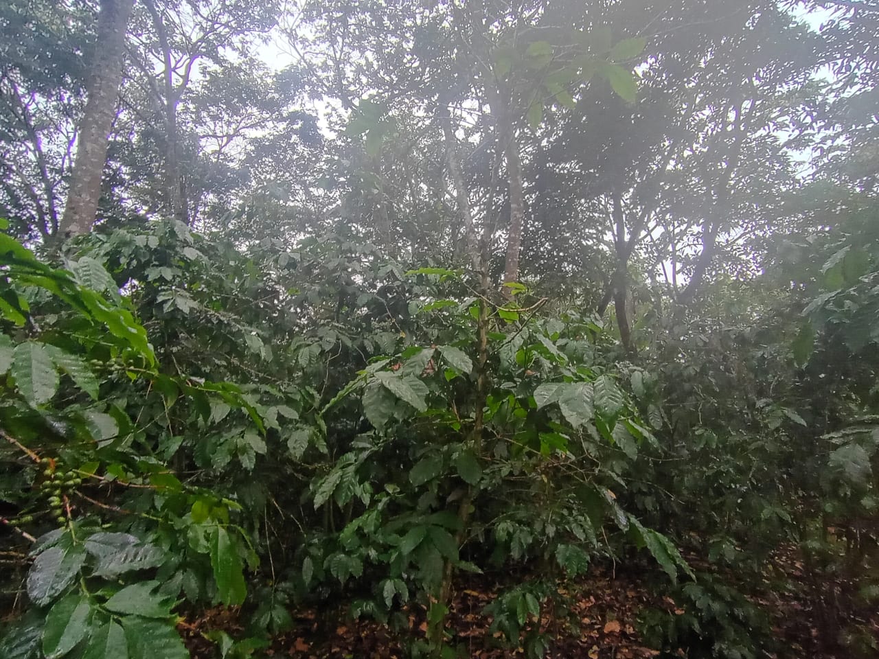 Terreno Comercial en Renta Aldea Colmenas, Villa Canales — foto 6 de 8