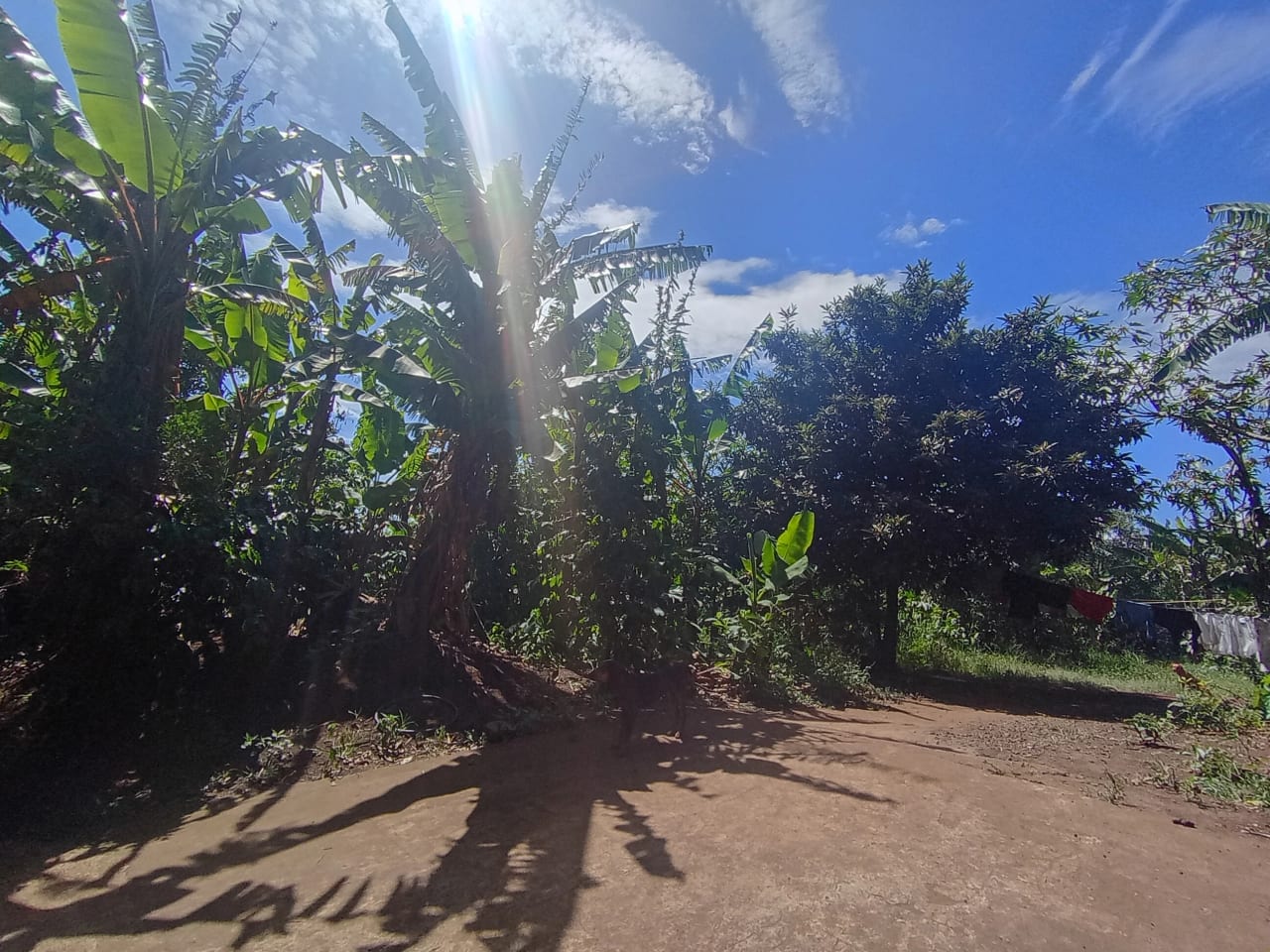 Renta de terreno comercial en colmenas Villa Canales — foto 4 de 11