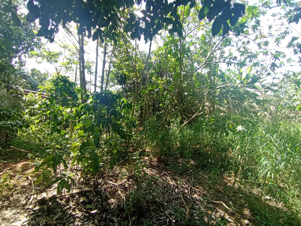 Renta de terreno comercial en colmenas Villa Canales — foto 7 de 11